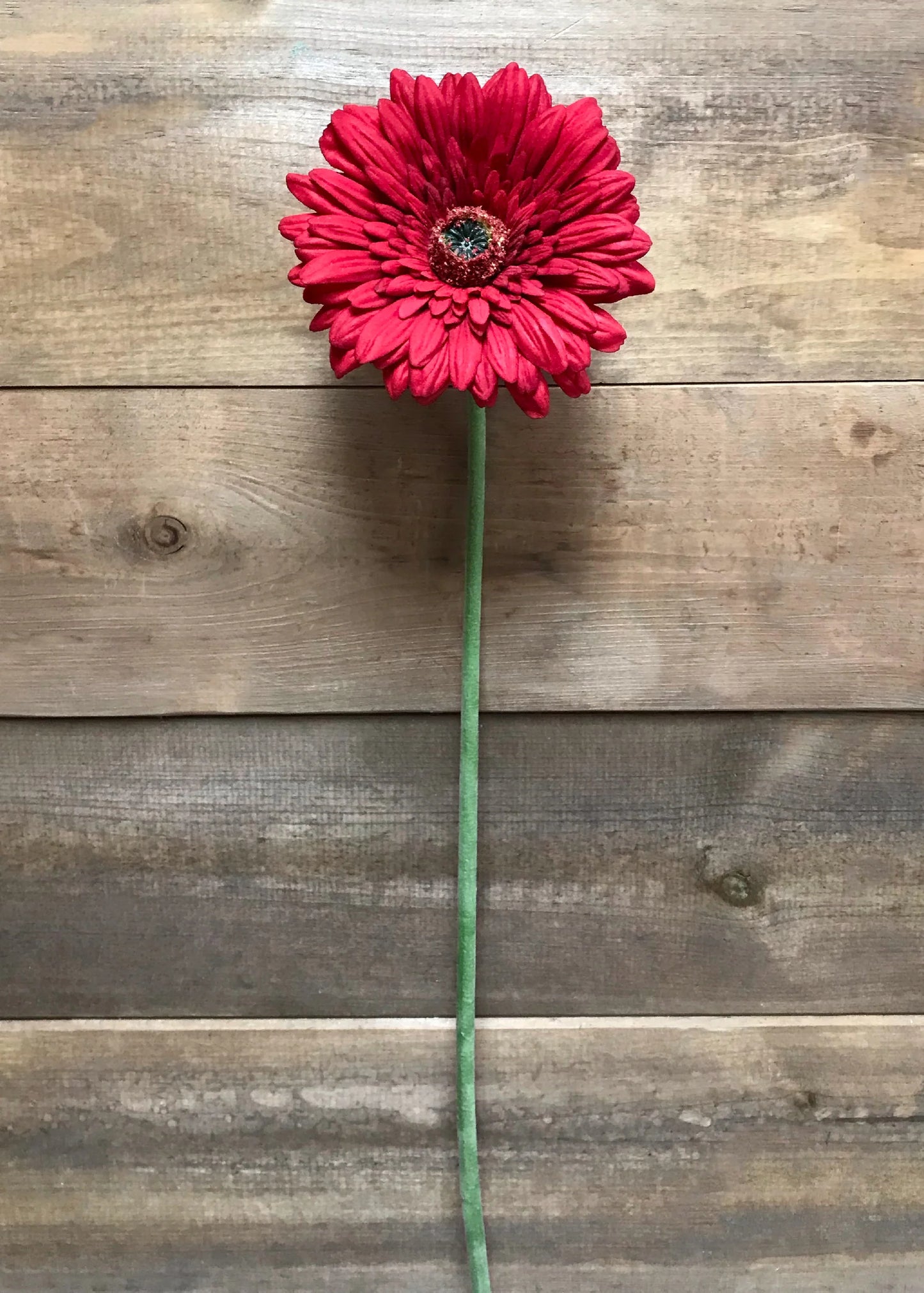Red Gerbera Stem