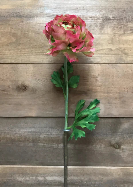 Green and Pink Ranunculus Stem 20"