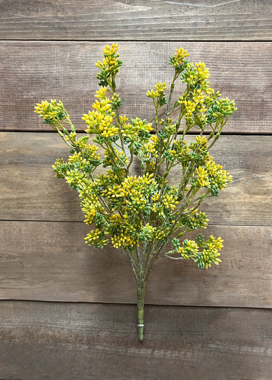 Yellow Seeded Eucalyptus Bush