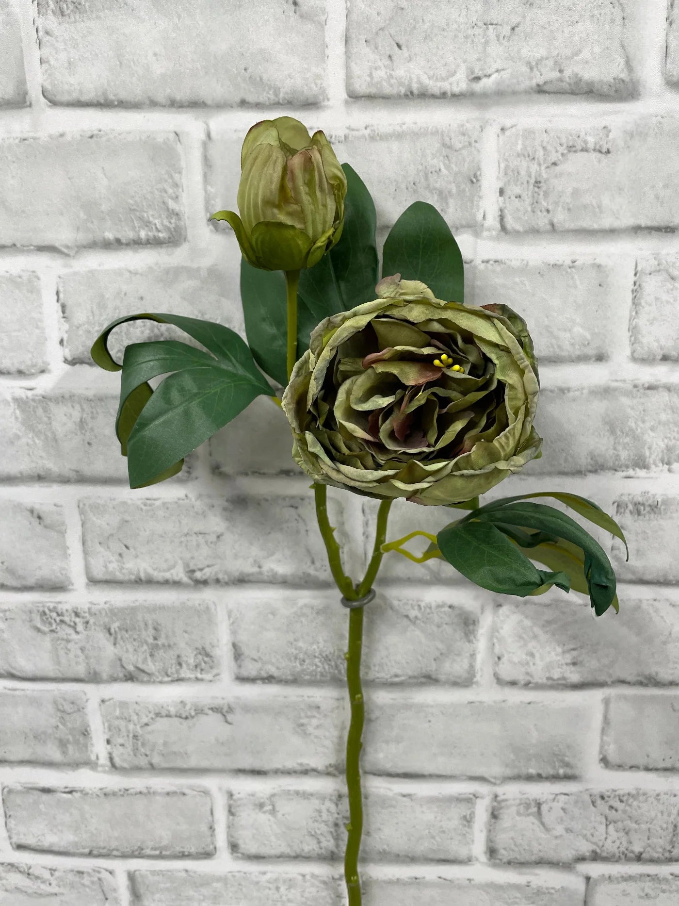 Green Peony Stem
