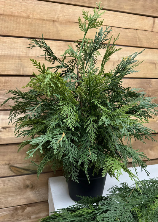 Fresh Touch Northern White Cedar in Black Pot