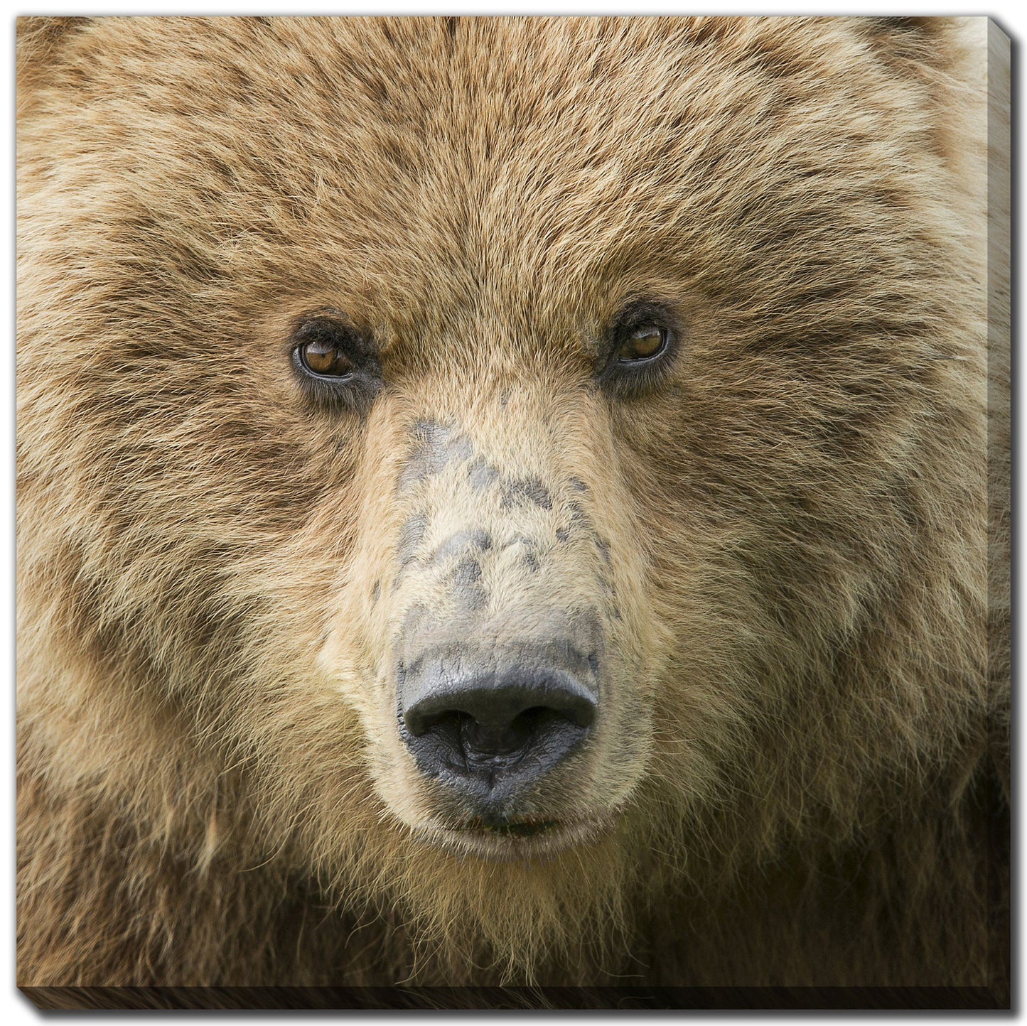 Bear Life - Print 38" x 38" **Pick-up Only**