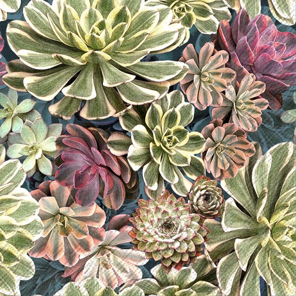 Succulent Paper Napkins (3 Sizes)