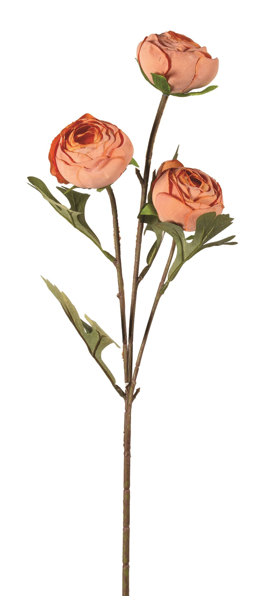 Peach Ranunculus Stem