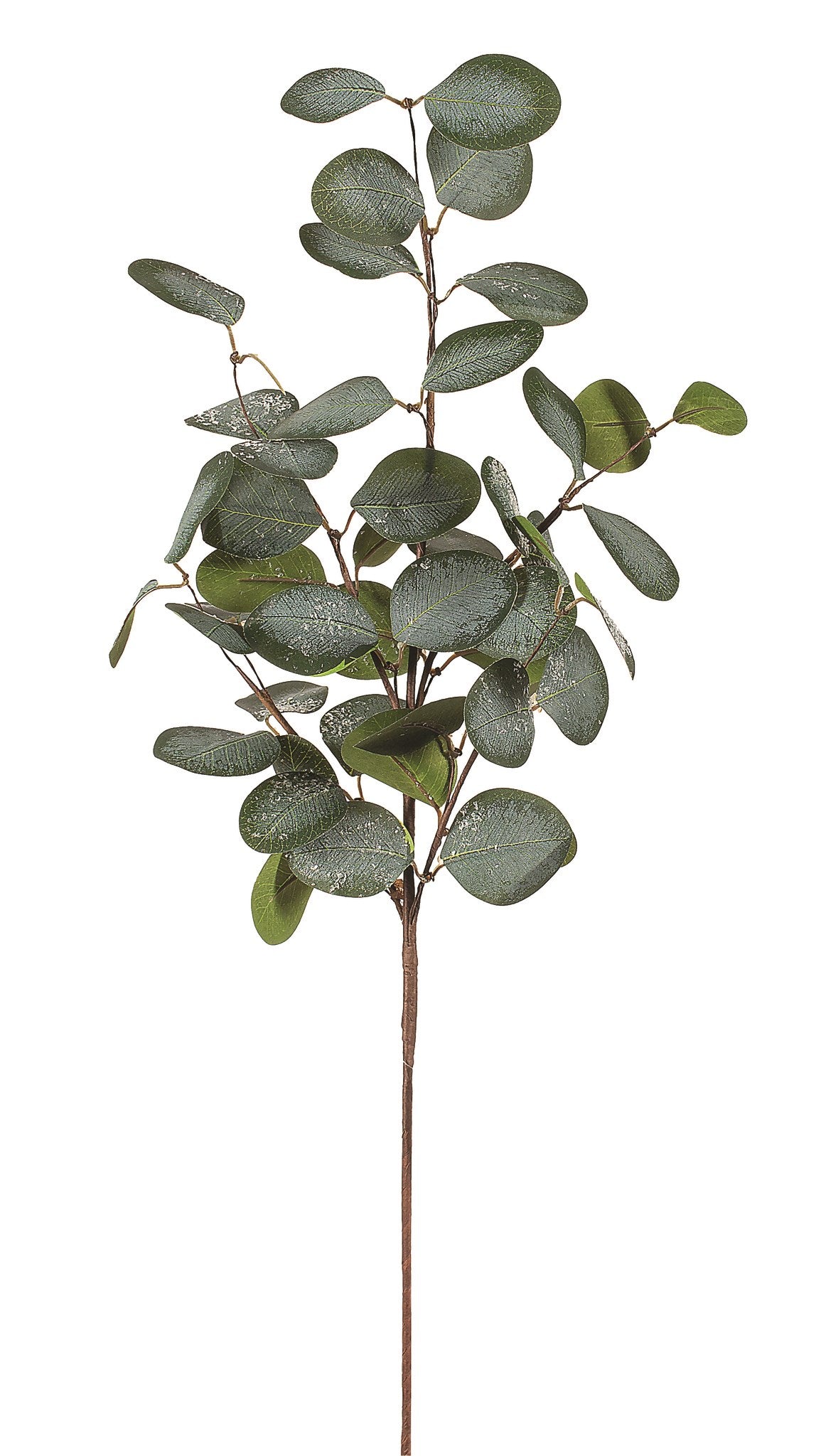 Eucalyptus with Snow