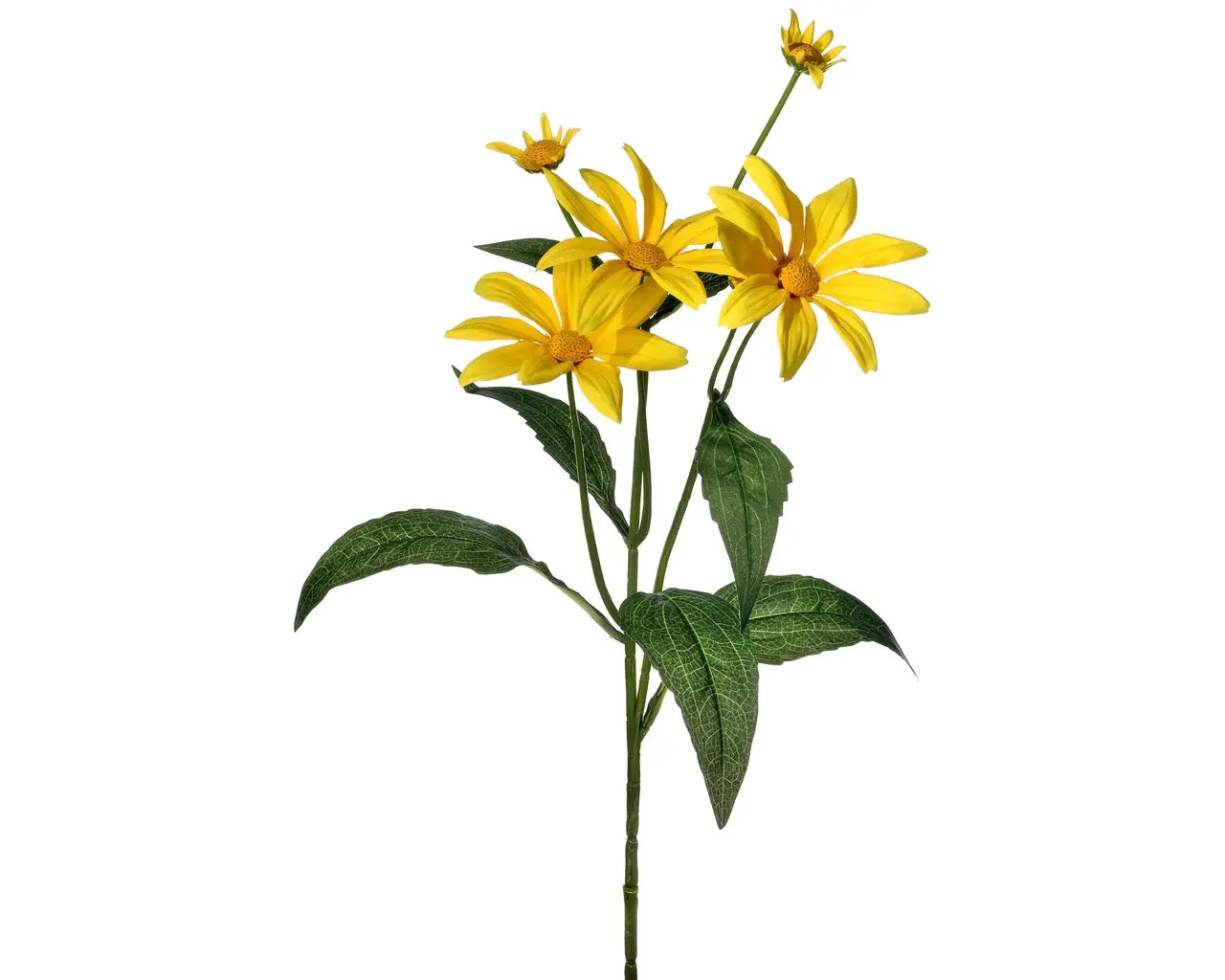 Mountain Daisy Spray