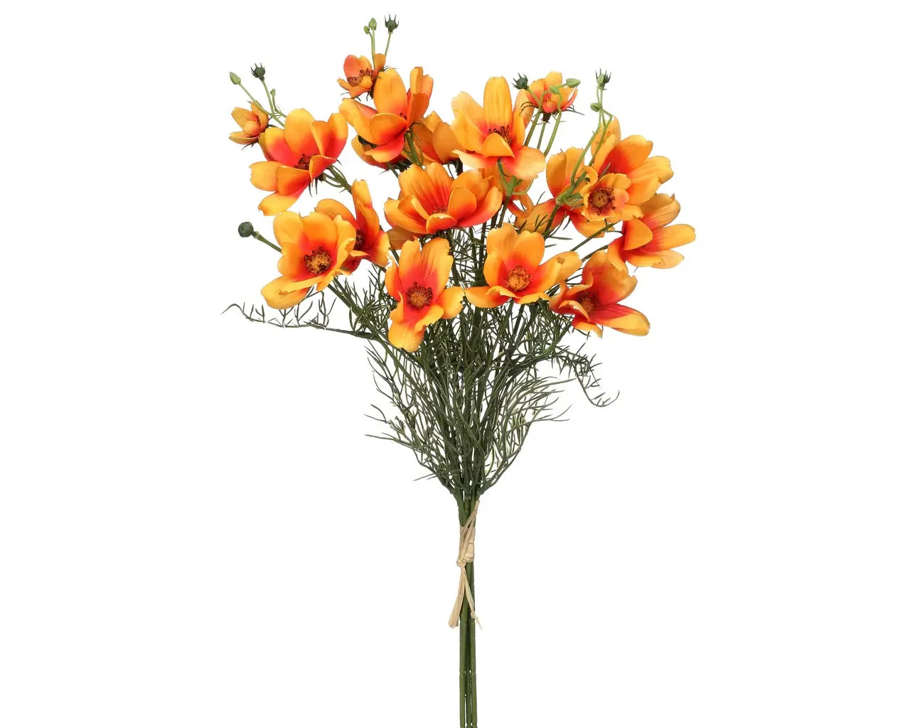 Orange Cosmos Bundle