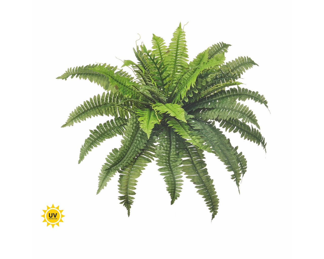 Boston Fern Bunch 30"