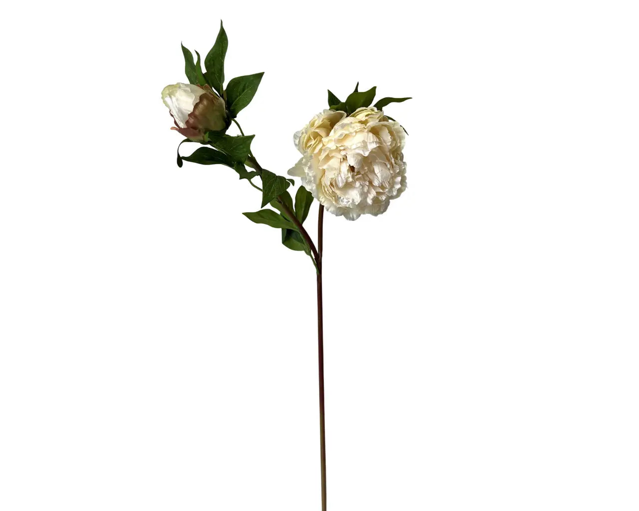 Cream Peony Spray with Bud