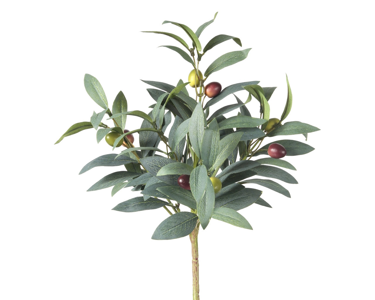 Pruned Olive Bush