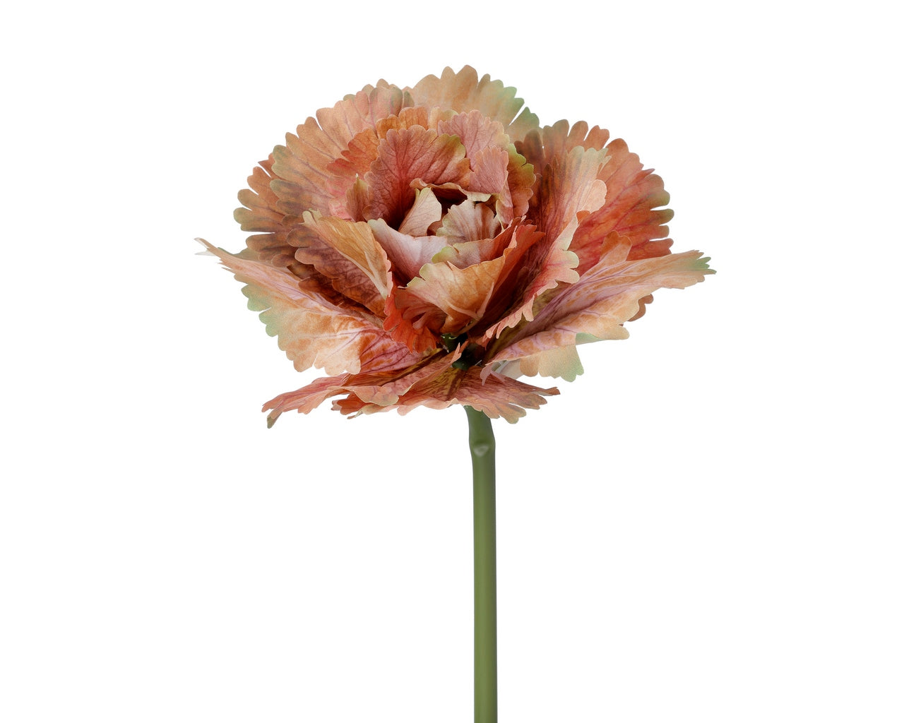 Autumn Cabbage Stem