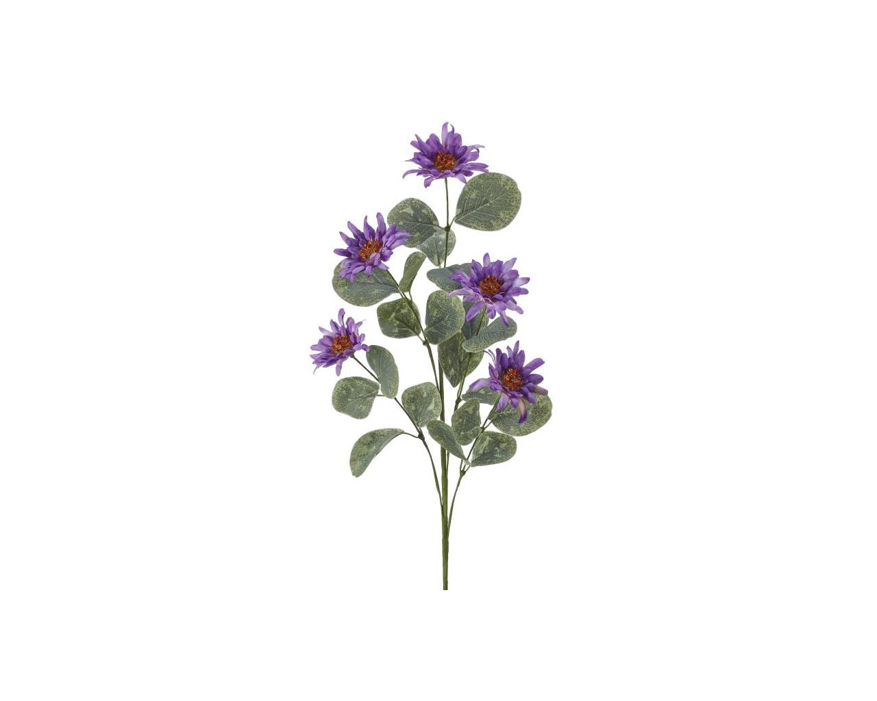 Summer Shasta Purple Spray