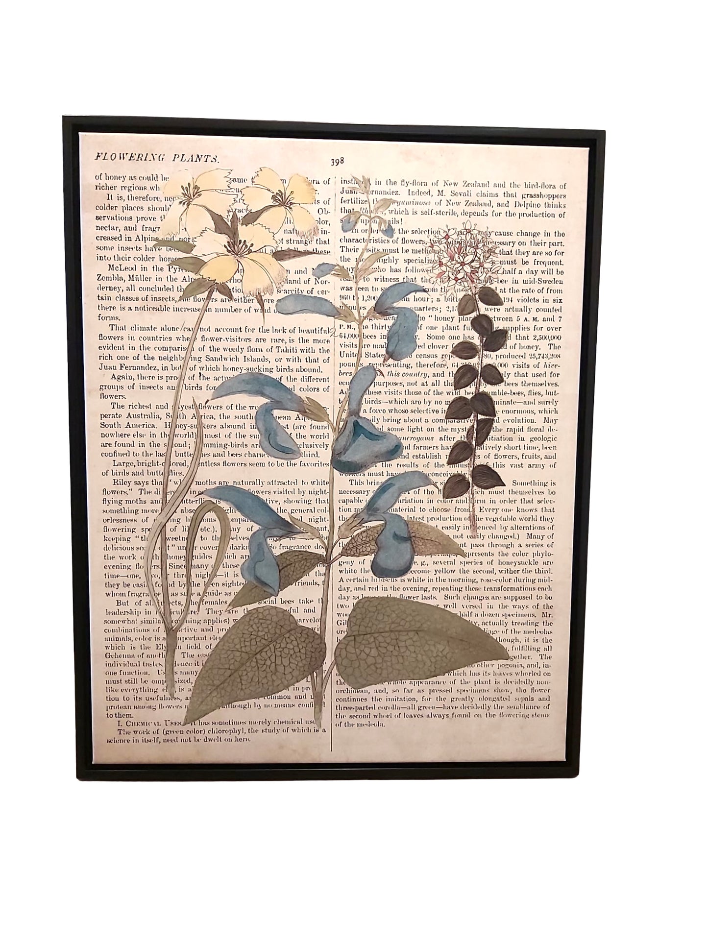 Botanicals with Newsprint II Print *Pick Up Only