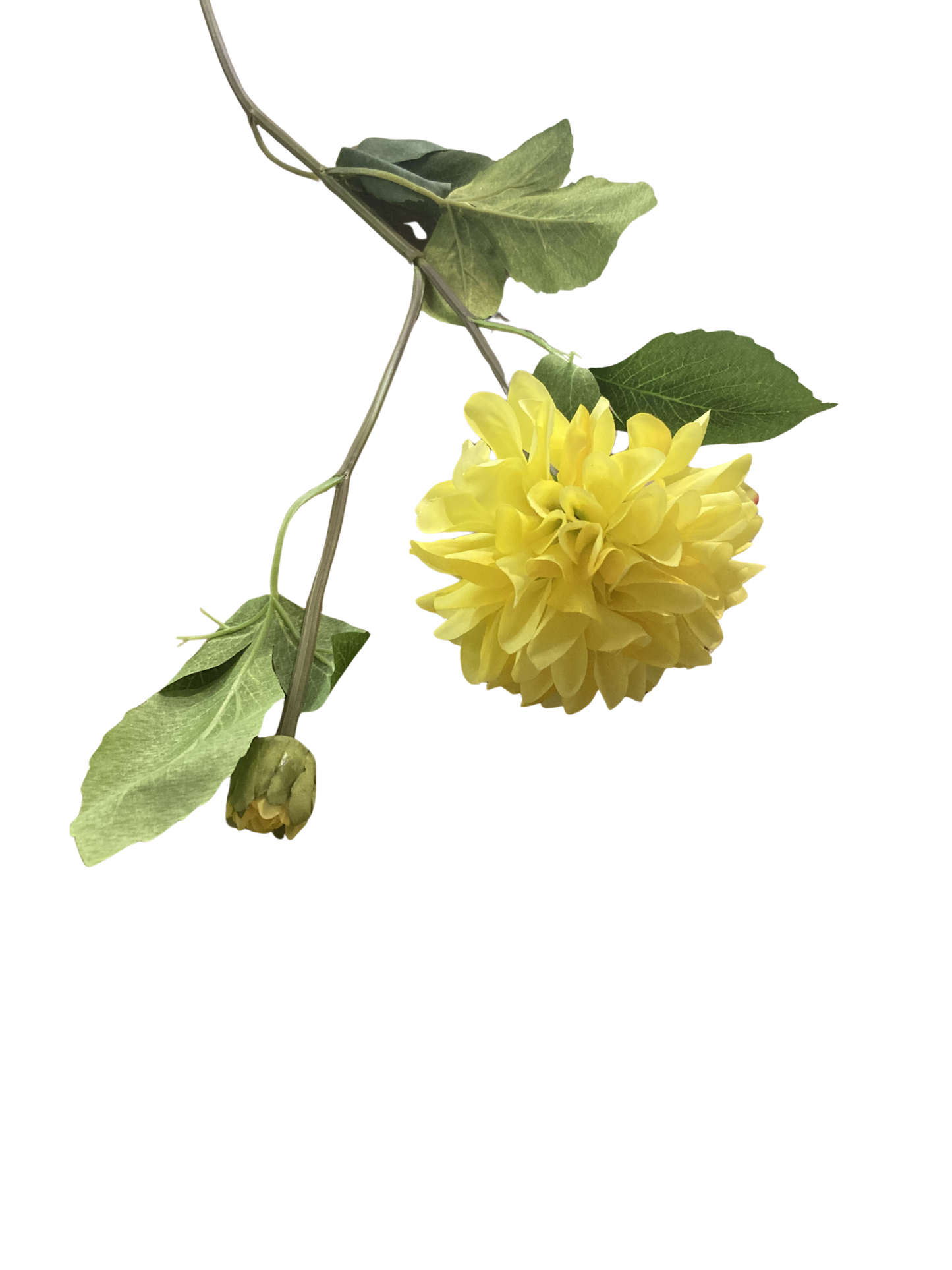 Yellow Dahlia Stem