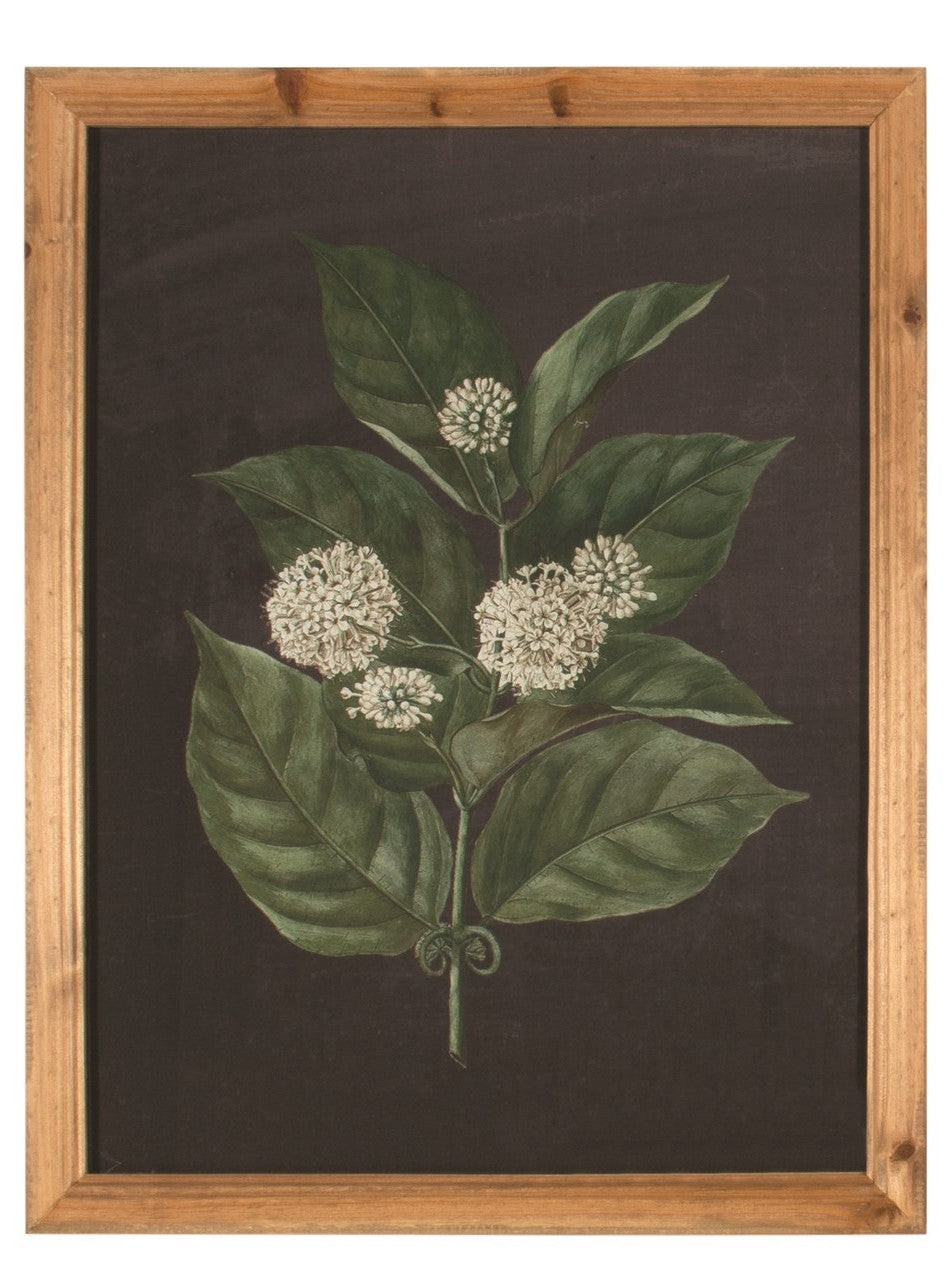 Black Botanical Wall Art I (18" x 24") **Store Pickup Only**