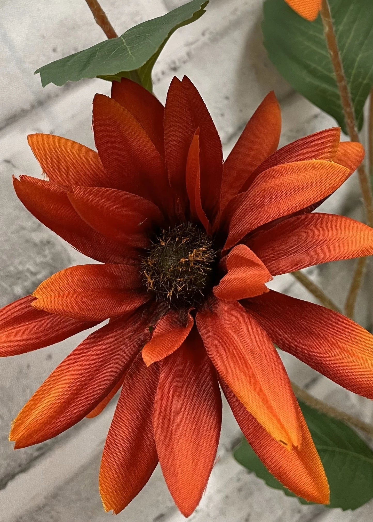 Black Eyed Susan Stem