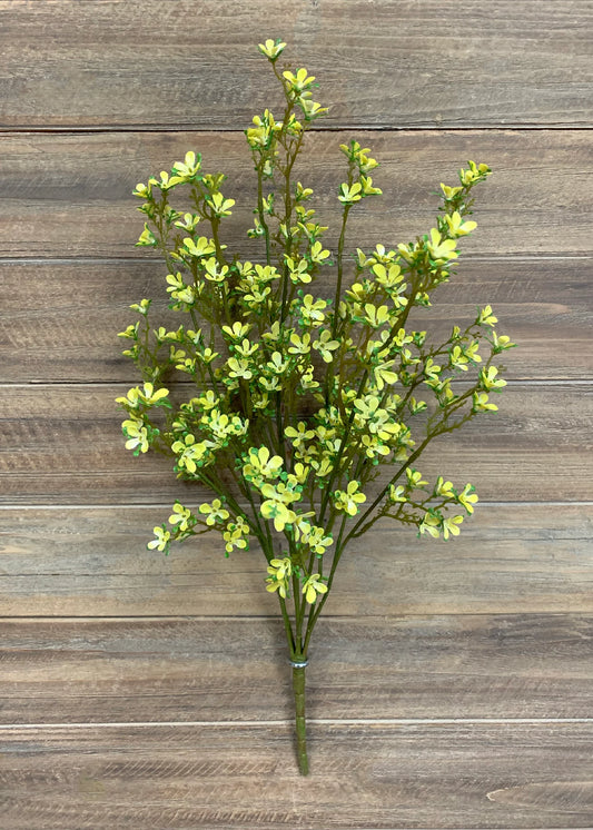 Yellow Mini Bush