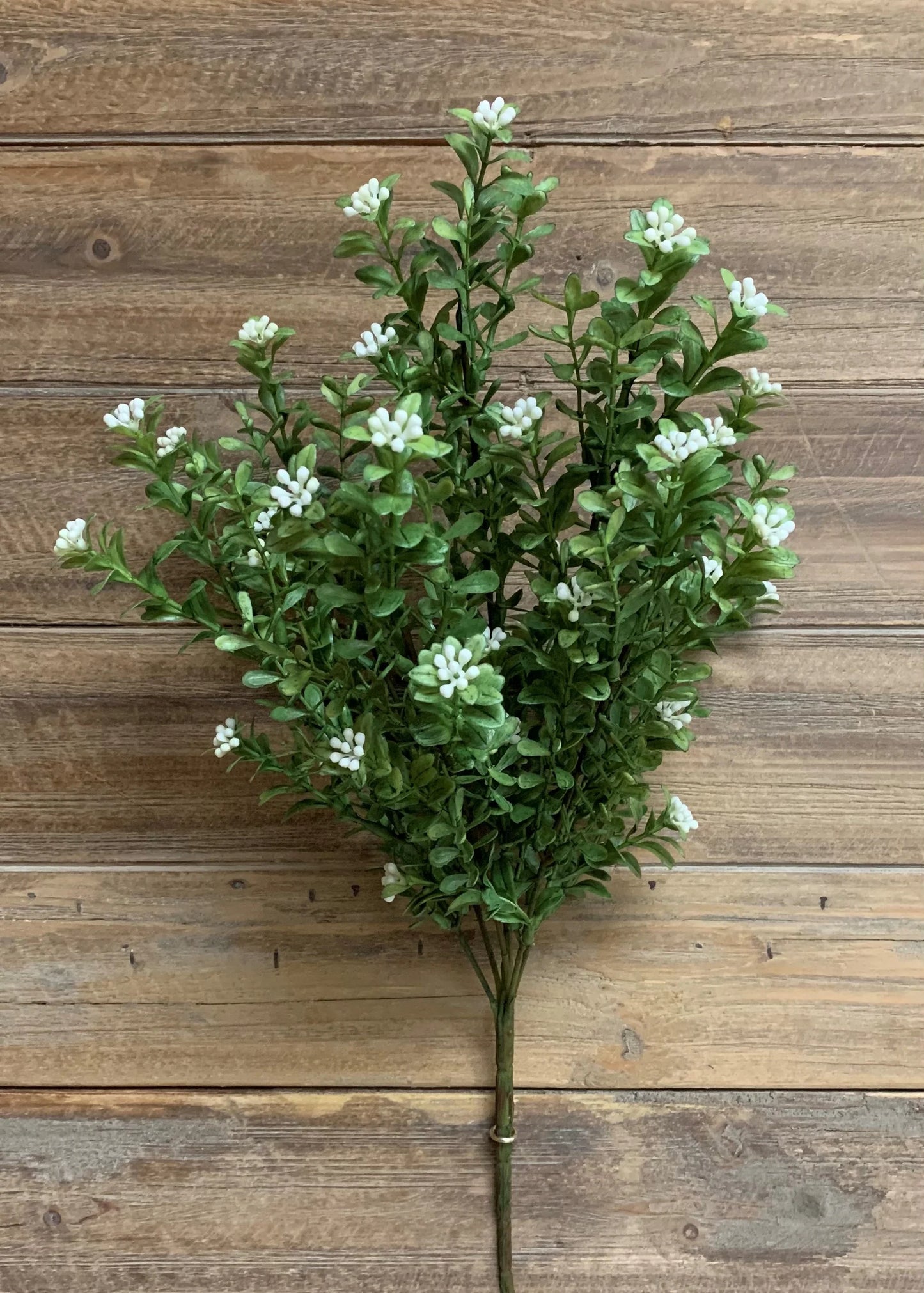 Boxwood Bush