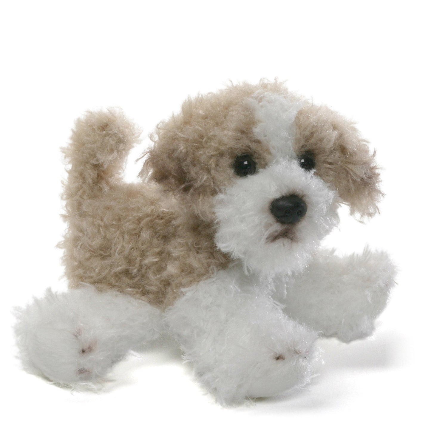 Giffa - Cindy Maltipoo