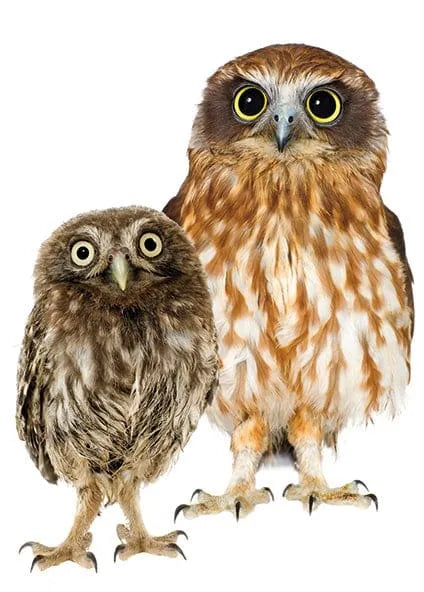 Birthday Card- Two Owls