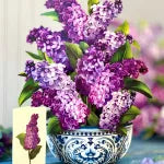 Popup Card - Garden Lilacs