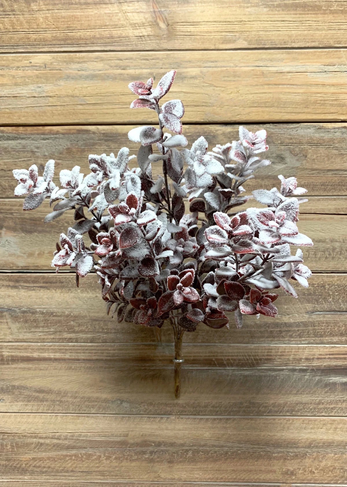 16" Snowy Burgundy Aglaia Bush