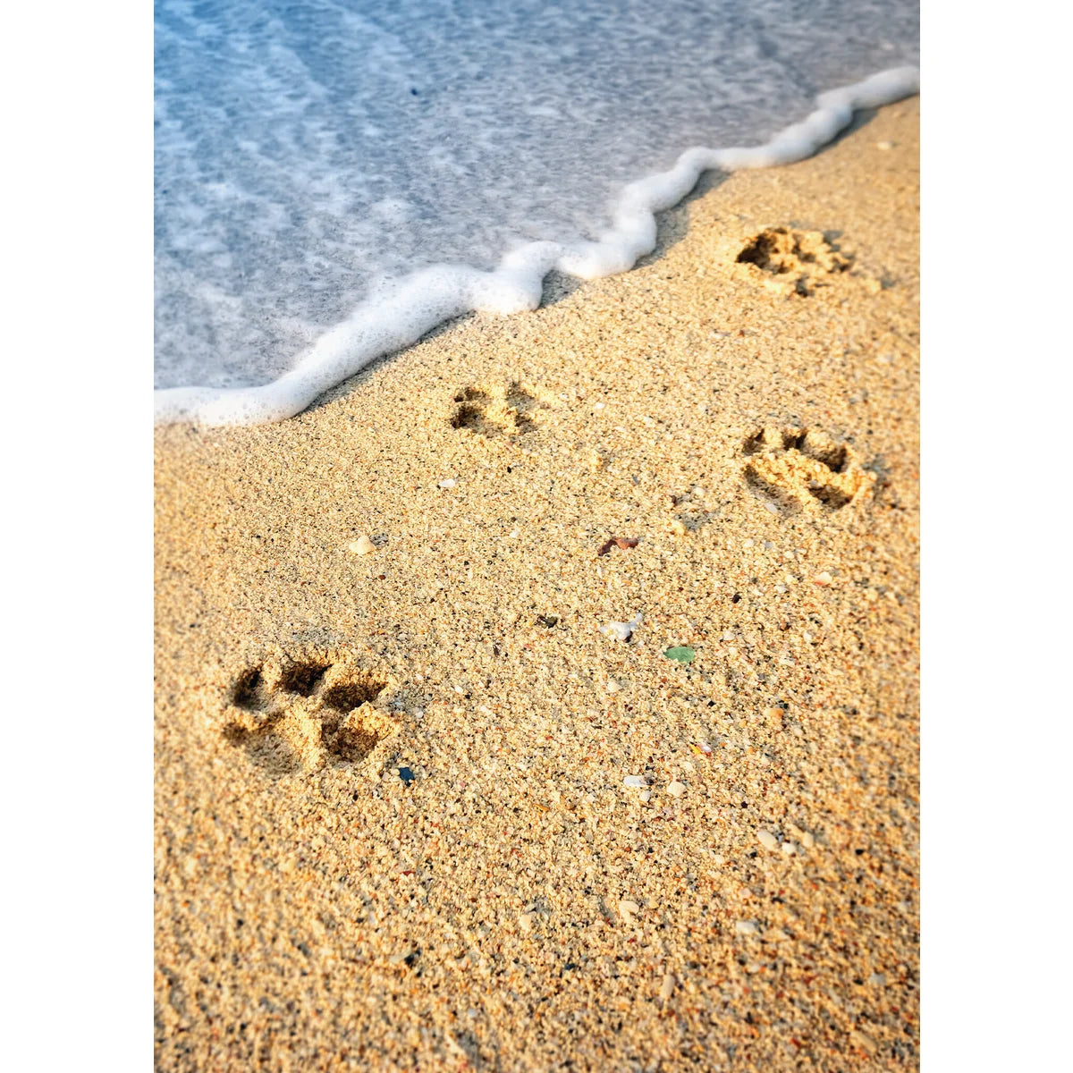 Footprints in Sand - Pet Sympathy Card