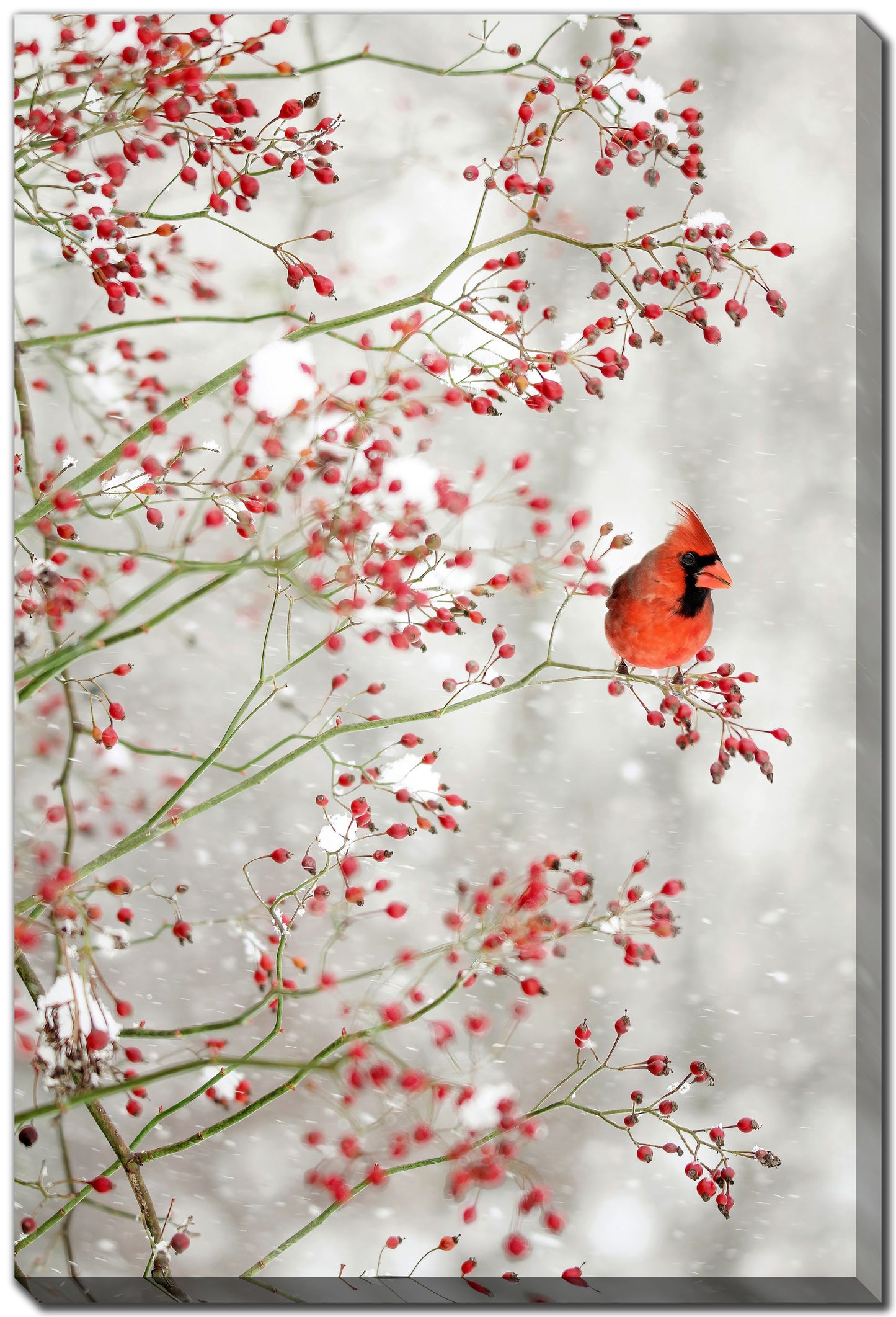 Cardinal in Berry Branches 60" x 38" **Store Pickup Only**