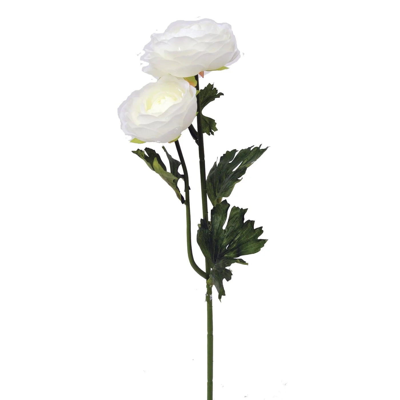 White Ranunculus Stem