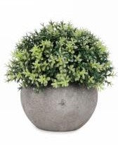 Green Foliage Ball Plant in Grey Pot (2 Styles)
