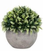 Green Foliage Ball Plant in Grey Pot (2 Styles)