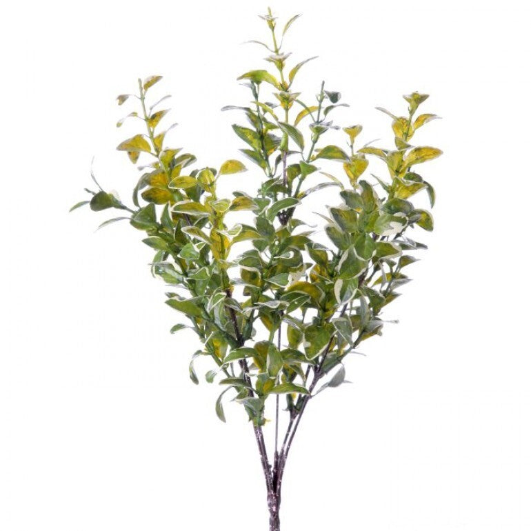 Varigated Boxwood Bush