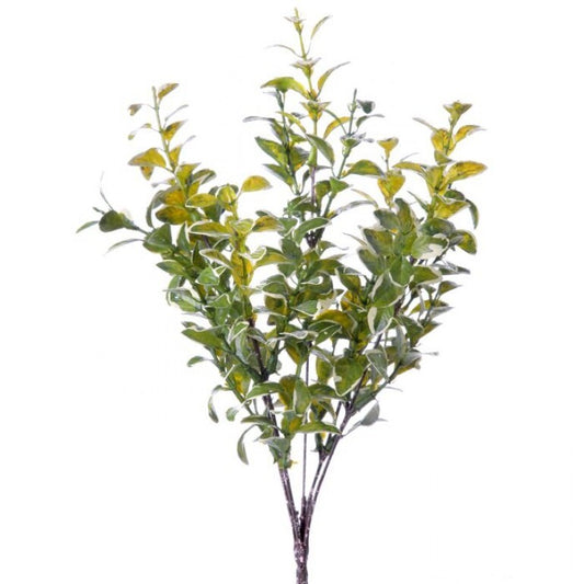 Varigated Boxwood Bush