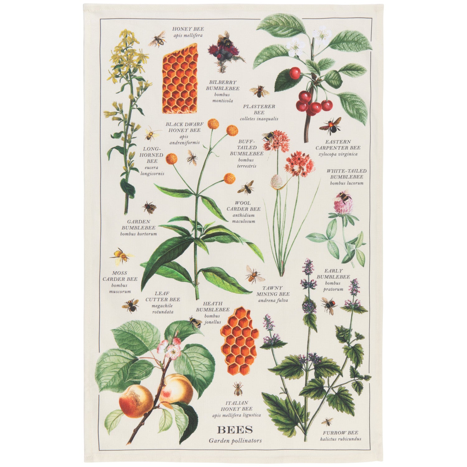 Dishtowel- Bee Varieties - Joshua & Company