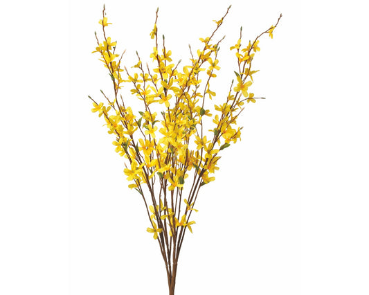 Forsythia Bush 30"