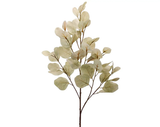 Bleached Silver Dollar Eucalyptus