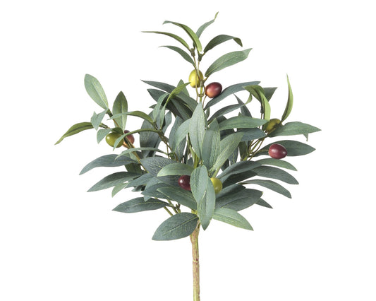 Pruned Olive Bush