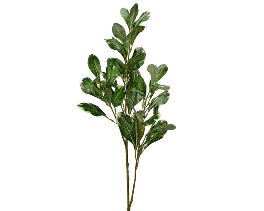 Pittisporum Spray 30"