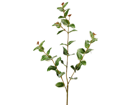 Ruscus Spray Variegated Green 33"