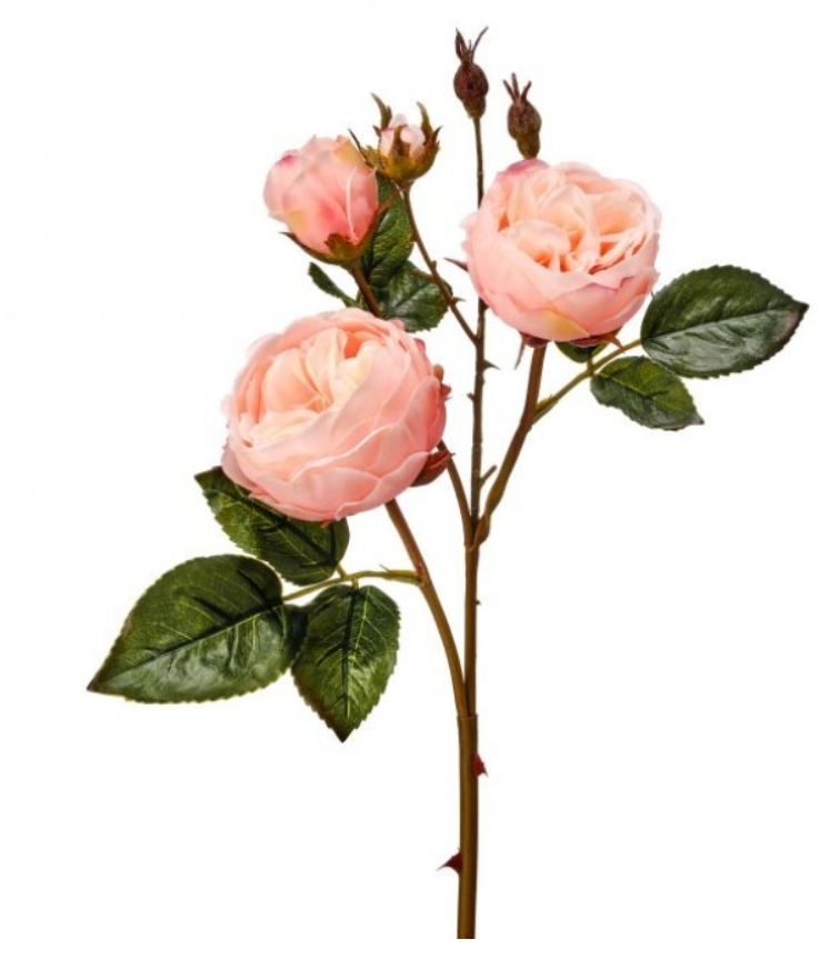 Peach Cabbage Rose – Joshua & Company