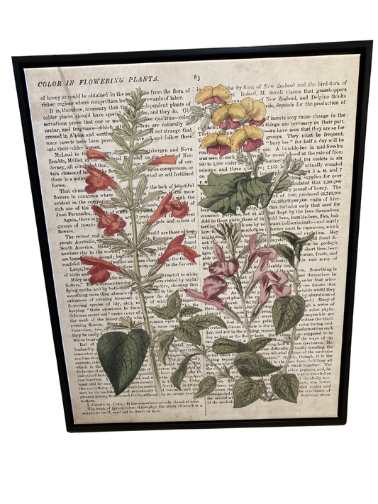 Botanicals with Newsprint I Print *Pick Up Only