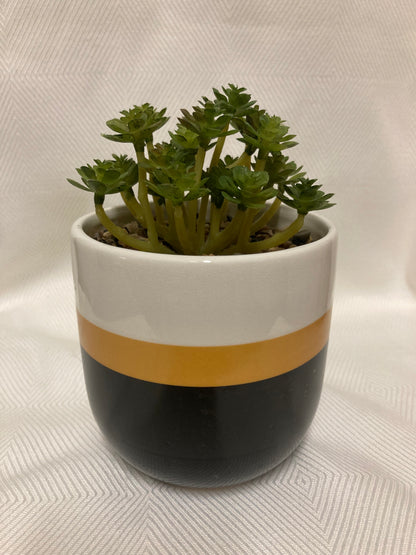 Potted Plant